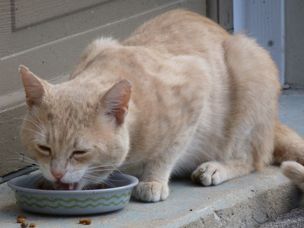 kattefoder