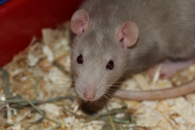 rotte